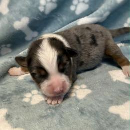Boy 1 - Blue merle male Miniature American Shepherd puppy in Tiskilwa, Illinois from First Harmony Farms