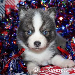 Cannoli - Blue female Pomsky puppy in Centerville, Iowa from LJ Kennels Pomskies, LLC