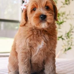 Charm - Red  female Goldendoodle puppy in Calvin, Oklahoma from BellaDoodles