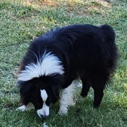 TUCKER - Miniature Australian Shepherd