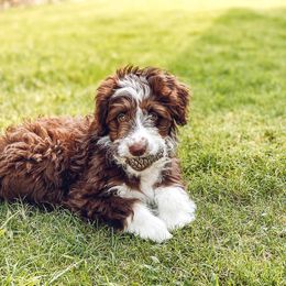 Aussiedoodle, Cavalier King Charles Spaniel, and Miniature Australian Shepherd All Grown Up from Triple Cross Aussies Triple Cross