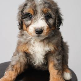 Alta - Merle female Bernedoodle puppy in Glendale, Arizona from Arizona Bernedoodles
