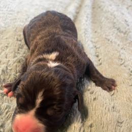 Girl 2 - Seal brown female American Pit Bull Terrier puppy in Lakewood, Washington from Perrault Kennels