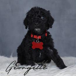 Georgette - Black female Goldendoodle puppy in Guthrie, Oklahoma from Edmond Doodles, LLC