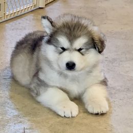 Aspen - Gray and white male Alaskan Malamute puppy in Palmyra, Michigan from Illusion Kennel