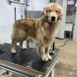 Bernese Mountain Dog and Golden Retriever All Grown Up from Gold Point Pups