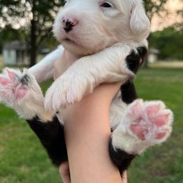 Old English Sheepdog Puppies from Heavinly Blessings Farm Pups - Old English Sheepdog Puppies