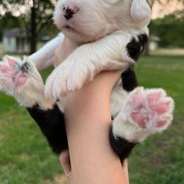 Old English Sheepdog Puppies from Heavinly Blessings Farm Pups - Old English Sheepdog Puppies