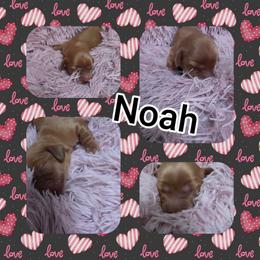 Noah - Red male Dachshund puppy in Port Charlotte, Florida from Belinda's little darlings dachshunds
