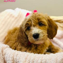Chow Chow, Goldendoodle, and Poodle Puppies from Regal Canine Creations