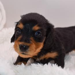 Black male - Black and tan male Dachshund puppy in Maurice, Louisiana from Hart Dachshunds