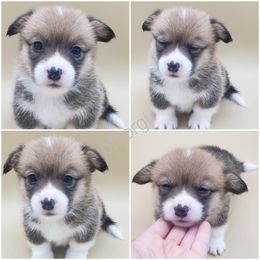 Rose - Sable Pembroke Welsh Corgi puppy in Post Falls, Idaho from Best Friend Corgi