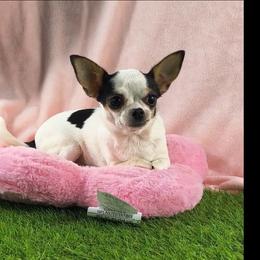 Olivia - Chihuahua