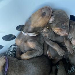 Boy 1 - Doberman Pinscher puppy in Silver Springs, Nevada from Evoke