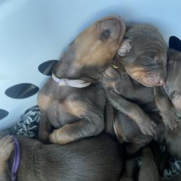 Boy 1 - Doberman Pinscher puppy in Silver Springs, Nevada from Evoke