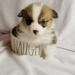 Pembroke Welsh Corgi Puppies from Ranch Hand Corgis