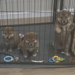 Shiba Inu Puppies from Diwasou