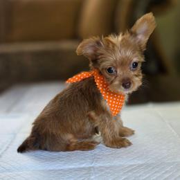 Gold Boy 1 - Gold male Yorkshire Terrier puppy in Aiken, South Carolina from Sio's Yorkies