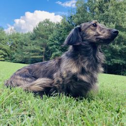 Dachshund All Grown Up from Libby’s Doxies