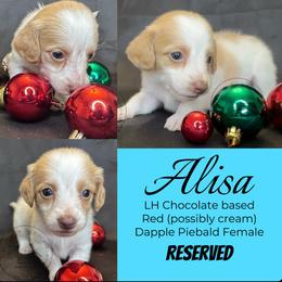 Alisa - Dapple female Dachshund puppy in Denham Springs, Louisiana from Rockin’ with Dachshunds