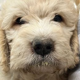 F1B ICA Bobo - Cream male Pyredoodle puppy in Prescott, Washington from Washington Bernedoodles & Pyredoodles
