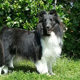 Silly - Shetland Sheepdog