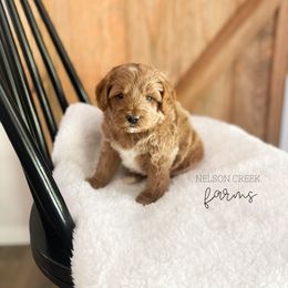 Rumple - Red male Maltipoo puppy in Huntsville, Texas from Nelson Creek Farms