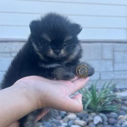 Boy 2 - Black and tan male Pomeranian puppy in Abilene, Texas from Blessedpoms