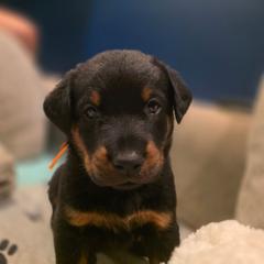 Whiplash (Orange) - Black and rust male Beauceron puppy in Medina, Ohio from Beaucerons Des Vents