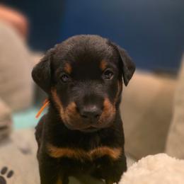 Whiplash (Orange) - Black and rust male Beauceron puppy in Medina, Ohio from Beaucerons Des Vents