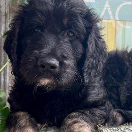 Prince Eric - Phantom Goldendoodle puppy in Tennessee from Middle Tennessee Golden Doodles