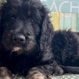 Prince Eric - Phantom Goldendoodle puppy in Tennessee from Middle Tennessee Golden Doodles