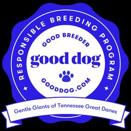 Great Dane Puppies from Gentle Giants of Tennessee Great Danes