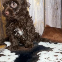 Camden - Chocolate, tan and white male Yorkshire Terrier puppy in Tulsa, Oklahoma from Conns Cuddly Canines