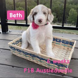 Girl 2 - Aussiedoodle puppy in Dripping Springs, Texas from Doodle Ranch