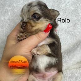 Chihuahua Puppies from Sunset Eves Chihuahuas