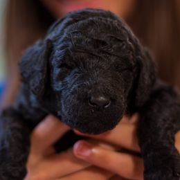 Red Boy - Black male Poodle puppy in Palmetto, Georgia from Renders Poodles
