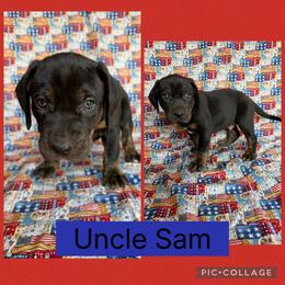 Uncle Sam - Black male Catahoula Leopard Dog puppy in Forbes, Minnesota from North Country Catahoulas