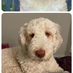 Labradoodle and Saint Berdoodle Puppies from ProAct Canines