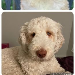 Labradoodle and Saint Berdoodle Puppies from ProAct Canines