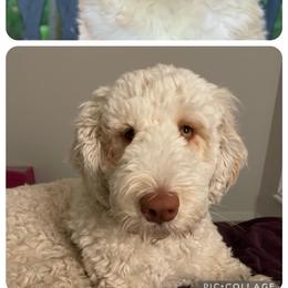 Labradoodle and Saint Berdoodle Puppies from ProAct Canines