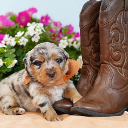 Wrangler - Blue merle male Miniature Australian Shepherd puppy in Chesapeake, Virginia from Beaver Dam Mini Aussies