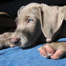 Weimaraners from Sindar Weimaraners