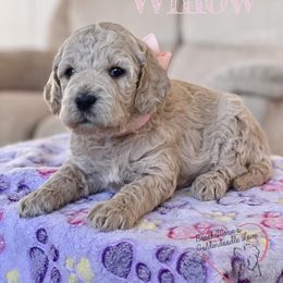 Bernedoodle and Goldendoodle Puppies from BrookeMarie’s Goldendoodle Love