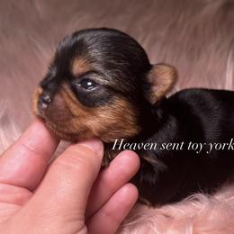 Yorkshire Terrier Puppies from Heaven_sent_toy_yorkies