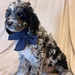 Tide - Merle male Cockapoo puppy in Saint Louis, Missouri from Jax Doodles