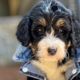Dr. Strange - Bernedoodle puppy in Washougal, Washington from Sandy Creek Bernedoodles