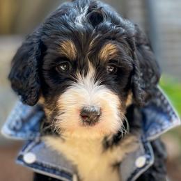 Dr. Strange - Bernedoodle puppy in Washougal, Washington from Sandy Creek Bernedoodles