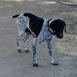 Kimber - German Shorthaired Pointer