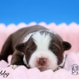 Gabby - Red tri female Miniature Australian Shepherd puppy in Weeki Wachee, Florida from Arlington's Mini Aussies